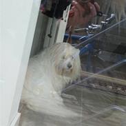 Coton de tulear Miki