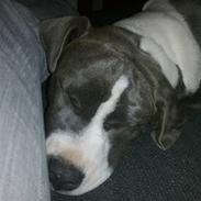 Amerikansk staffordshire terrier Diva