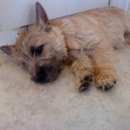 Cairn terrier Athene *Kusines*