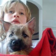 Cairn terrier Athene *Kusines*