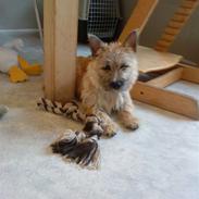 Cairn terrier Athene *Kusines*