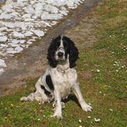 Cocker spaniel BIBI