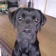 Blanding af racer Kira