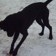 Blanding af racer Kira