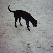 Blanding af racer Kira