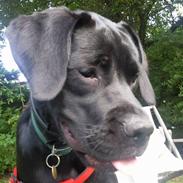 Blanding af racer Kira