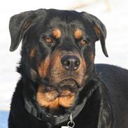 Rottweiler Tyson