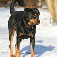 Rottweiler Tyson