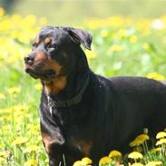 Rottweiler Tyson