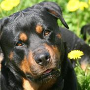 Rottweiler Tyson