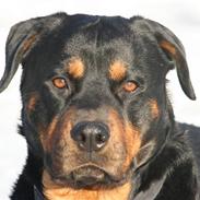 Rottweiler Tyson