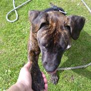 Amerikansk staffordshire terrier Tira