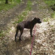 Amerikansk staffordshire terrier Tira