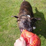 Amerikansk staffordshire terrier Tira