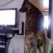 Amerikansk staffordshire terrier Tira