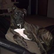 Amerikansk staffordshire terrier Tira