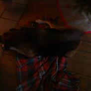 Blanding af racer Sussi R.I.P