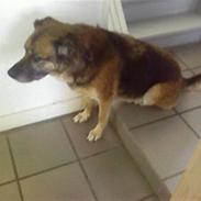 Blanding af racer Sussi R.I.P