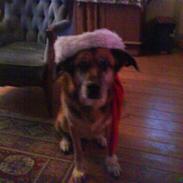 Blanding af racer Sussi R.I.P