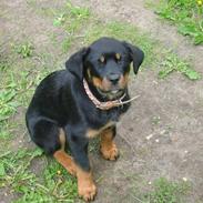 Rottweiler MICKA