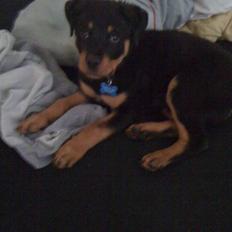 Rottweiler Simba R.I.P