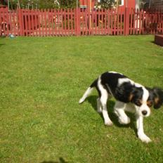 Cavalier king charles spaniel Cavasole's Bonnie