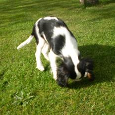 Cavalier king charles spaniel Cavasole's Bonnie
