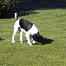 Dansk svensk gaardhund Max