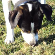 Dansk svensk gaardhund Max