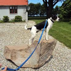 Dansk svensk gaardhund Max