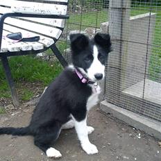 Border collie Bailey 