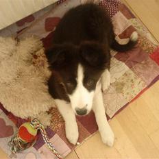 Border collie Bailey 