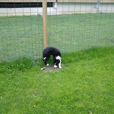 Border collie Bailey 