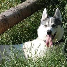 Siberian husky Krølle bølle Avia