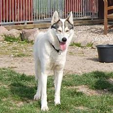 Siberian husky Krølle bølle Avia
