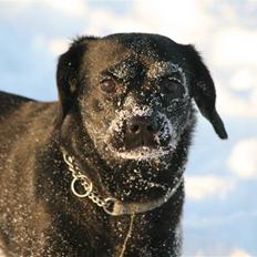 Blanding af racer Humle