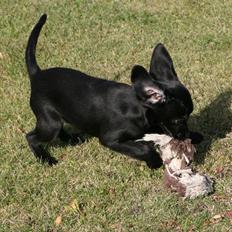 Blanding af racer Humle