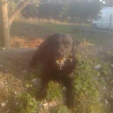 Labrador retriever Mickey