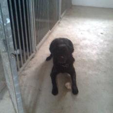 Labrador retriever Mickey
