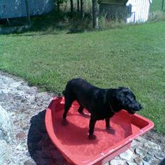Labrador retriever Mickey