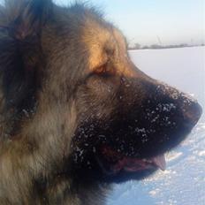 Kaukasisk ovtcharka simba "r.i.p. 2010