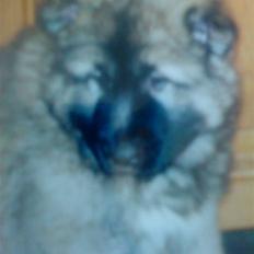 Kaukasisk ovtcharka simba "r.i.p. 2010