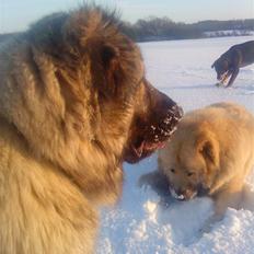 Kaukasisk ovtcharka simba "r.i.p. 2010