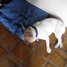 Fransk bulldog oskar