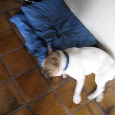 Fransk bulldog oskar