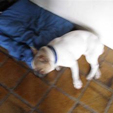 Fransk bulldog oskar