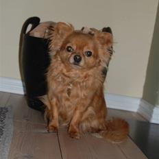 Chihuahua Birkedal's Carlo