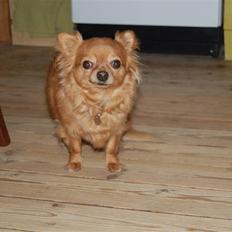 Chihuahua Birkedal's Carlo