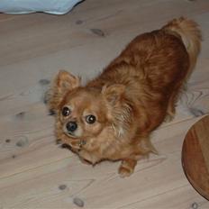 Chihuahua Birkedal's Carlo