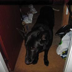 Schæferhund Isi <3 R.I.P ;´/
